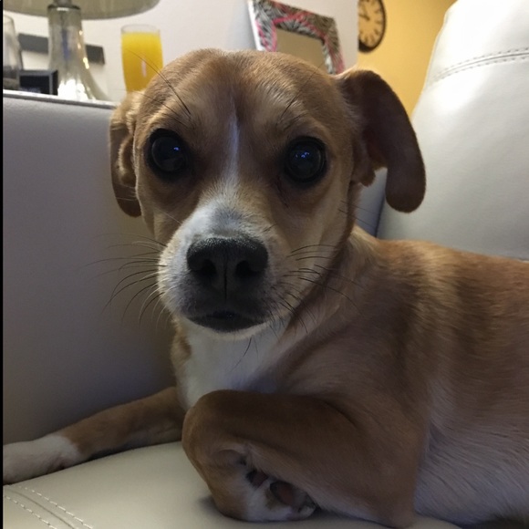 Meet your Posher, Price and my rescue babies. - Picture 7 of 8